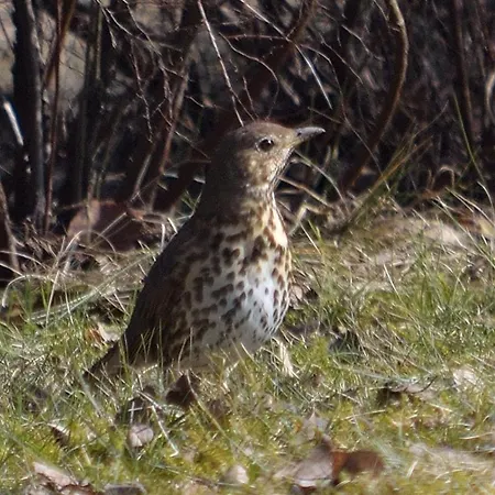Na Pstrążnicy Pensjonat
