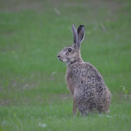 Pensjonat Na Pstrążnicy Kudowa-Zdrój