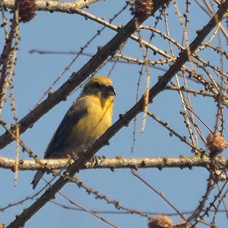 Pensjonat Na Pstrążnicy Kudowa-Zdrój
