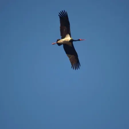 Na Pstrążnicy Pensjonat Kudowa-Zdrój