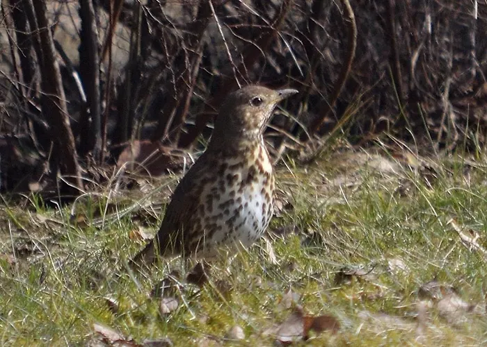 Na Pstraznicy Gasthuis