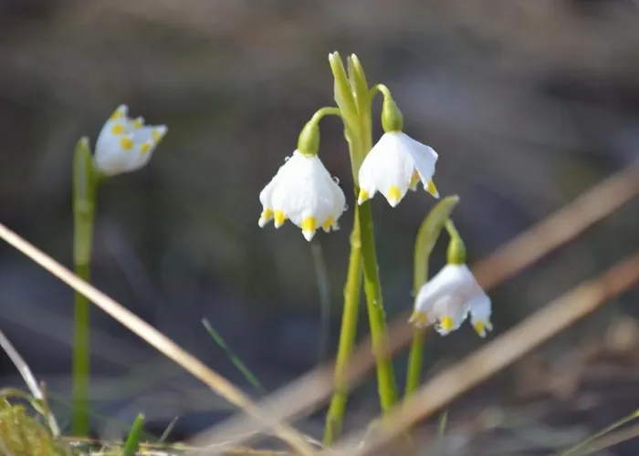 Gasthof Na Pstraznicy 3*