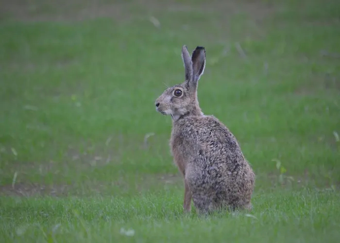 Gasthuis Na Pstraznicy Kudowa-Zdrój
