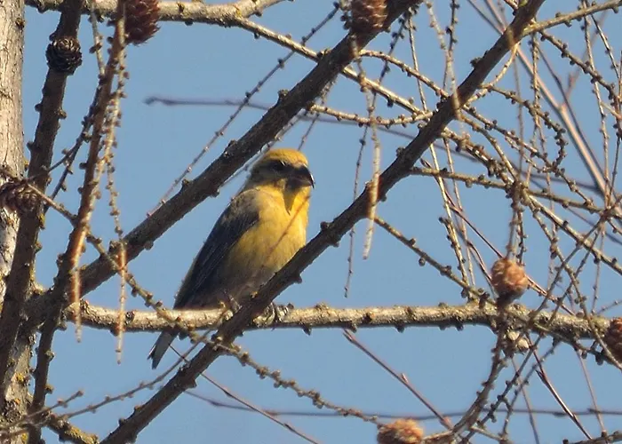 Gasthuis Na Pstraznicy Kudowa-Zdrój