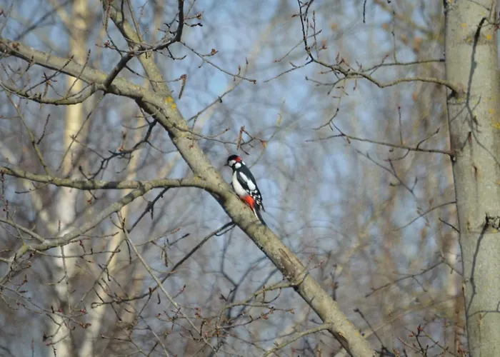 Na Pstraznicy 3* Bad Kudowa