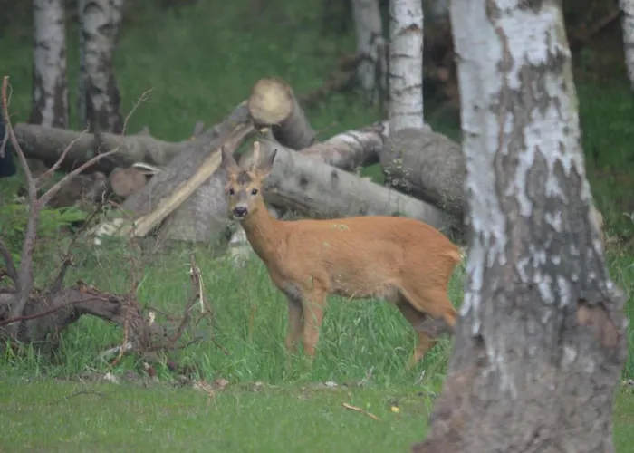 Na Pstraznicy 3* Kudowa-Zdrój