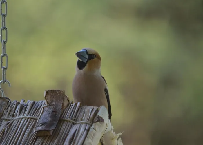 Na Pstraznicy Gasthuis
