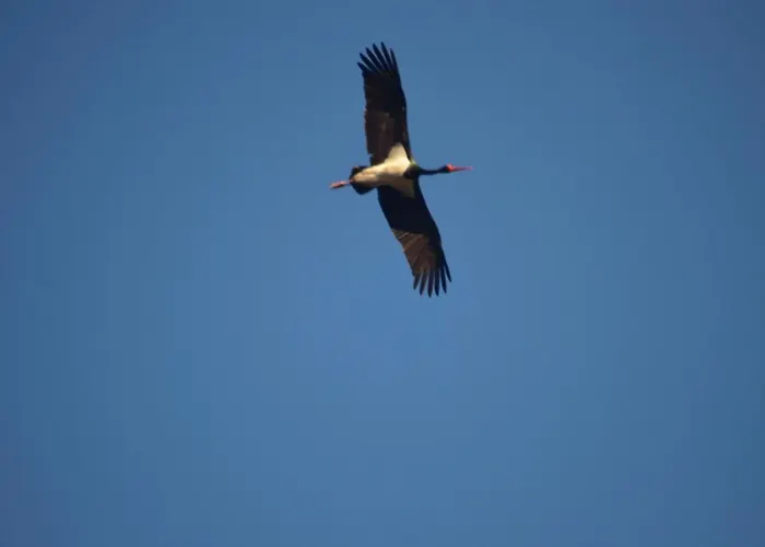 Na Pstraznicy Gasthuis Kudowa-Zdrój
